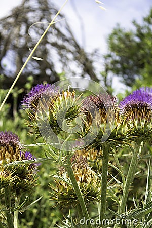 Beautiful bluish-violet flower of a wild thistle. Field plants with thorns. exotic flowers Stock Photo