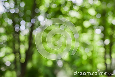 Beautiful blurred summer trees in park, natural green bokeh background Stock Photo