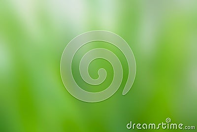 Beautiful Blurry white and green nature for background and texture Stock Photo