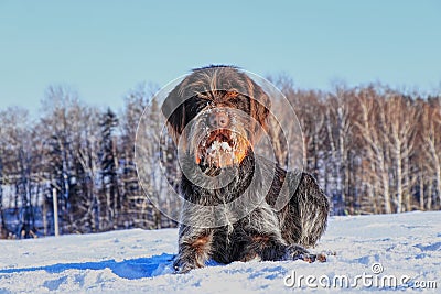 A beautiful Bohemian Wire-haired Pointing Griffon lying in the snow and waiting for signal. Cesky fousek is big hunter. Korthals Stock Photo