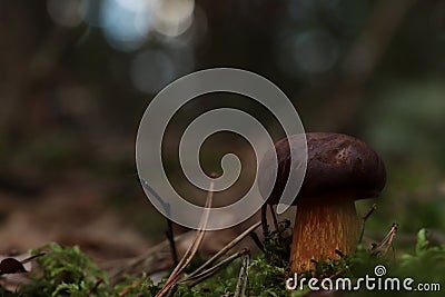 Beautiful boletus mushroom growing in forest on autumn day. Space for text Stock Photo