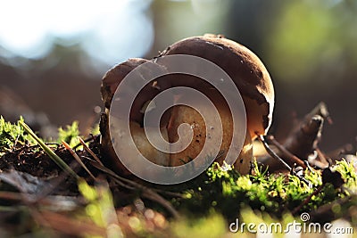 Beautiful boletus mushrooms growing in forest on autumn day, closeup Stock Photo