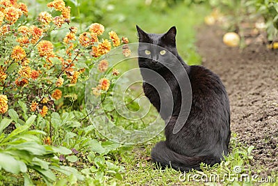 Beautiful bombay black cat in garden with flowers. Outdoors, nature Stock Photo