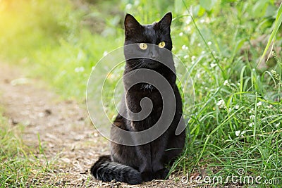 Beautiful bombay black cat in green grass. Outdoors, nature Stock Photo