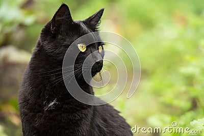Beautiful bombay black cat portrait in profile with yellow eyes and attentive look close-up with copyspace Stock Photo
