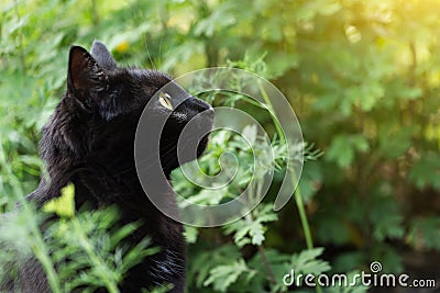 Beautiful bombay black cat portrait in profile with yellow eyes, copy space Stock Photo