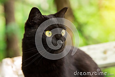 Beautiful bombay black cat portrait in profile with yellow eyes, copy space Stock Photo