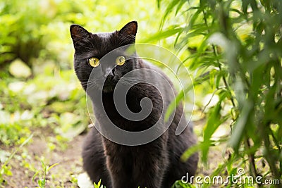 Beautiful bombay black cat portrait with yellow eyesBeautiful bombay black cat portrait with yellow eyes in gre Stock Photo