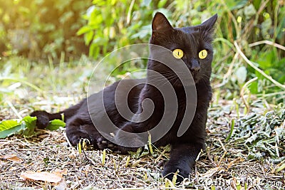 Beautiful bombay black cat with yellow eyes and insight look outdoors Stock Photo