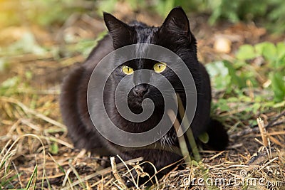 Beautiful bombay black cat with yellow eyes lies outdoors in nature, close up Stock Photo