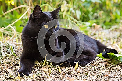 Beautiful bombay black cat with yellow eyes lies outdoors in nature Stock Photo