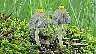 Beautiful Bonnet mushrooms in mossy forest Stock Photo