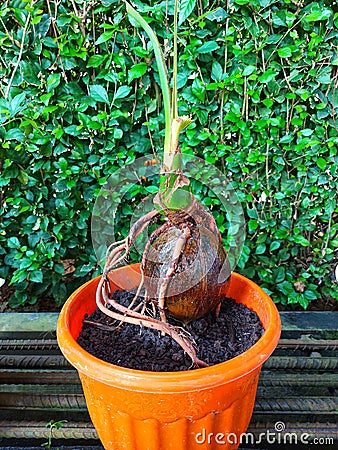 beautiful bonsai coconut plant Stock Photo