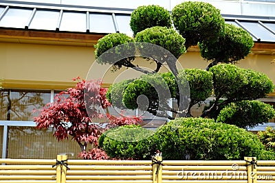 Beautiful Bonsai Stock Photo