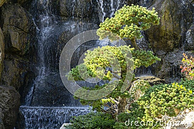 Beautiful bonsai pine tree on background of waterfall with large stones wall in park Aivazovsky Partenit Stock Photo