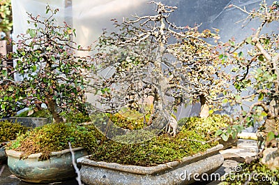 Beautiful bonsai trees in flower pots Stock Photo