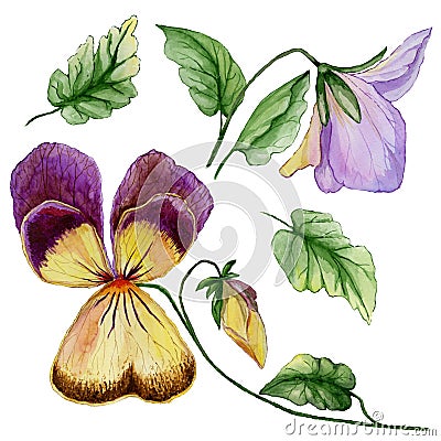 Beautiful botanic set purple and yellow viola flowers, bud and leaves. Colorful violet flower and green leaves isolated. Cartoon Illustration