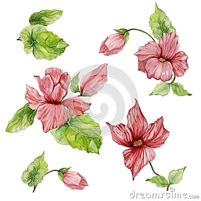 Beautiful botanical set with pink begonia flowers. Buds and leaves solated on white background. Watercolor painting. Cartoon Illustration