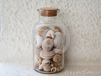 Beautiful bottle filled with assorted of sea snail shells. Glass jar with cork stopper for decoration. Collections of shells. Stock Photo