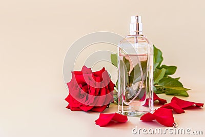 Beautiful bottle of women`s perfume on a pastel background with a chic flower of fragrant red rose . front view. template for Stock Photo