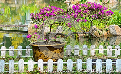 Beautiful bougainvillea bonsai Stock Photo