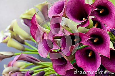 Beautiful bouquet of calla lilies. Stock Photo