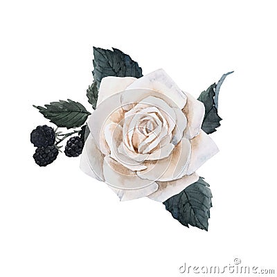 Beautiful bouquet composition with watercolor white rose and blackberry. Stock illustration. Cartoon Illustration