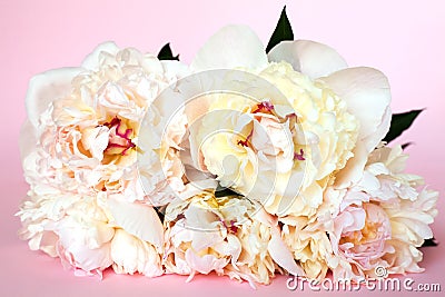 Beautiful bouquet of cream peonys on pink background. Close up Stock Photo