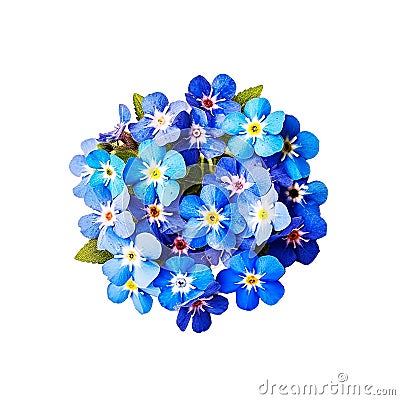 beautiful bouquet of delicate modest blue forget-me-nots, isolated, spring gift element, women's day gift Stock Photo