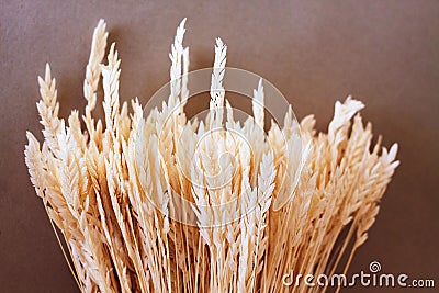 Beautiful bouquet of dry wheat ears. Triticum aestivum. Close-up of the group of decorative ripened cereal spikes. Stock Photo