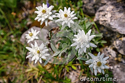 Beautiful bouquet of flowers made from the very rare flowers of the edelweiss mountain flower. Stock Photo