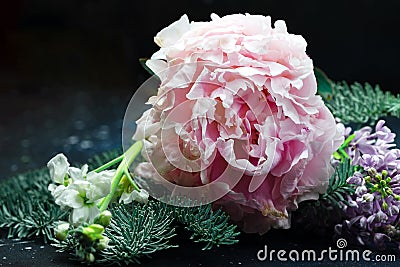 Beautiful bouquet flowers from peonies, lilacs and hydrangeas decorated with coniferous branches. Stock Photo