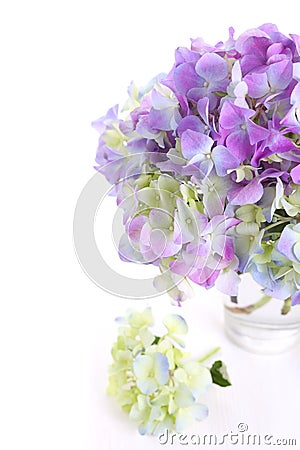 Beautiful bouquet of hydrangeas Stock Photo