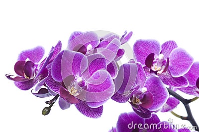 Beautiful bouquet of magenta orchid flowers. Bunch of luxury tropical purple orchids - phalaenopsis - isolated on white background Stock Photo