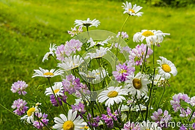 Beautiful bouquet of native summer flowers Stock Photo