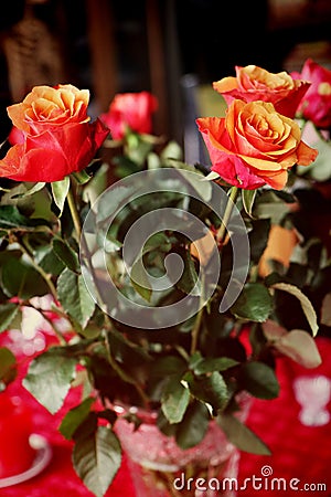 Orange and pink roses, soft focus Stock Photo