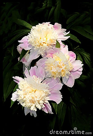 A beautiful bouquet of peonies. Stock Photo