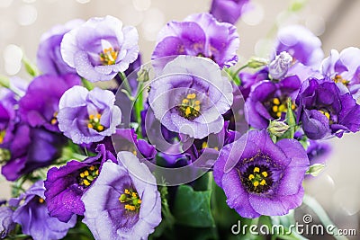 Beautiful Bouquet of Purple Eustoma flowers, Lisianthus Stock Photo