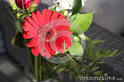 Bright Red Gerber Flower in a Closeup in a Balcony Stock Photo
