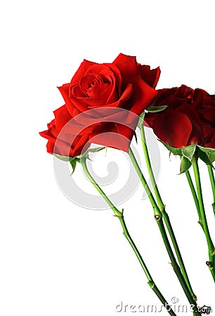 Beautiful bouquet of red roses Stock Photo