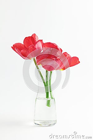 Beautiful bouquet of red tulips on a white background. composition of spring flowers Stock Photo