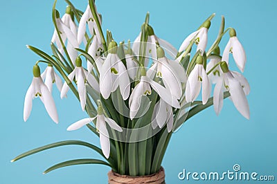 Beautiful bouquet of snowdrops on the table on a blue background. The concept of a winter end. The first spring flowers Stock Photo