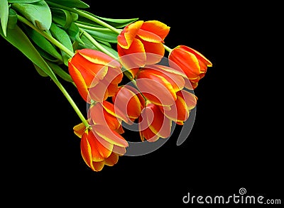 Beautiful bouquet of tulips on a black background. Stock Photo