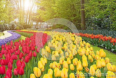 Beautiful bouquet of tulips. colorful tulips. tulips in spring Stock Photo