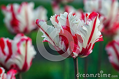 Beautiful bouquet of tulips. colorful white and red tulips. tulips in spring sun. tulip in the field. Stock Photo