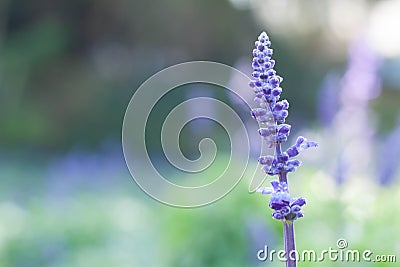 Beautiful Bouquet Violet Lavender Flowers For Nature Background. Stock Photo