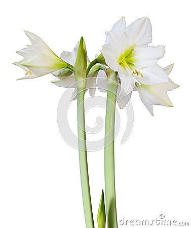 Beautiful bouquet of white Amaryllis Amaryllidaceae, Hippeastrum with bud isolated on white background, including clipping path Stock Photo