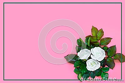 Beautiful bouquet of white roses and green foliage on pink paper background. Creative greeting card Stock Photo