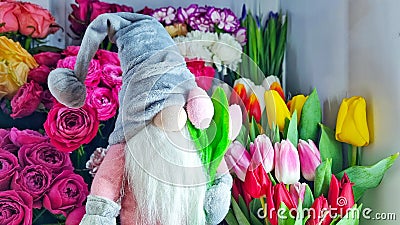 beautiful bouquet of spring flowers, toy nisse gnome with tulips, dwarf in grey hat Stock Photo