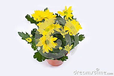 Beautiful bouquet of yellow chrysanthemum on white wooden background. Stock Photo